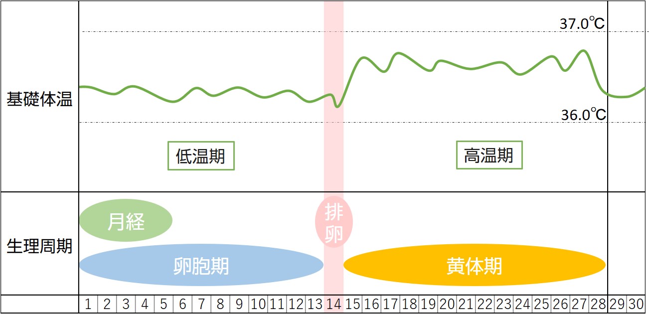 排卵 日 から 生理 まで 何 日